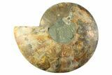 Cut & Polished Ammonite Fossil (Half) - Deep Crystal Pockets #359530-1